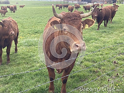 Closeup of a herd of brown cows grazing on a farm field in the countryside Stock Photo