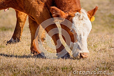 Closeup of Hereford cow grazing Stock Photo