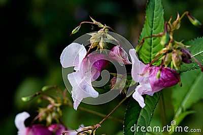 Closeup of Himalayan balsam flowers in a forest Stock Photo