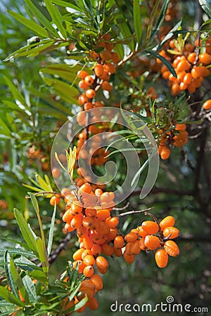 Closeup of Hippophae Stock Photo