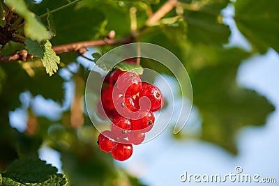Closeup of homegrown Red currant Stock Photo