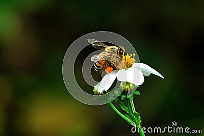 Honey bee pollinating a bidens pilosa flower, insect, honeybee, agriculture, nature Stock Photo