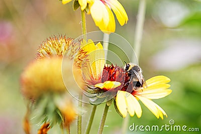 Closeup honey bee and flower Stock Photo