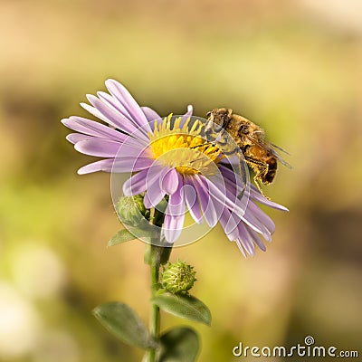 Closeup honey bee on purple New York aster. Selective Focus Stock Photo