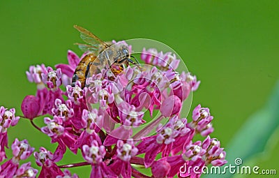 A Honeybee feeding on pink Milkweed Blooms. Stock Photo