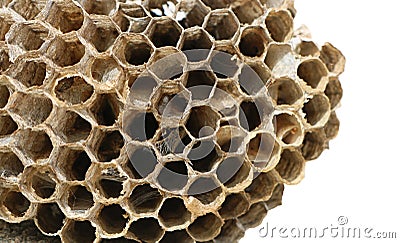 Closeup of honeycomb broken apart Stock Photo