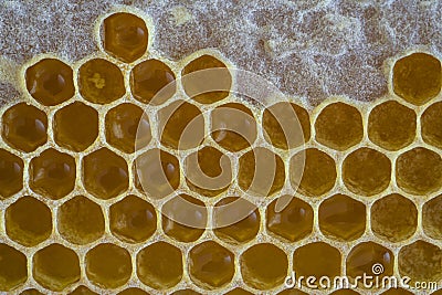 closeup honeycomb with honey Stock Photo