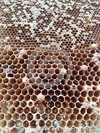 Closeup Honeycomb. Stock Photo