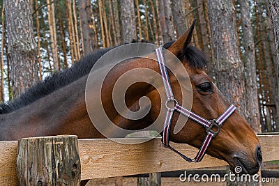 Closeup horse head in the farm, outdoor Stock Photo