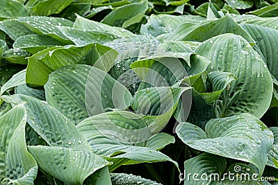 Closeup of Hosta leaves. Curled, textured, with raindrops. Stock Photo