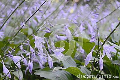 Hosta sieboldiana with light violet flowers Stock Photo