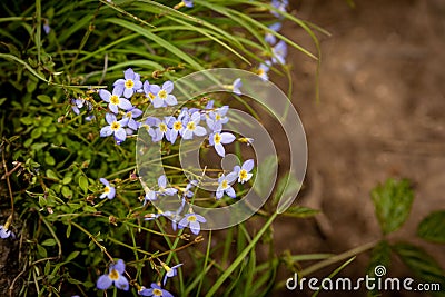 Closeup of Houstonia caerulea against a blurred background Stock Photo