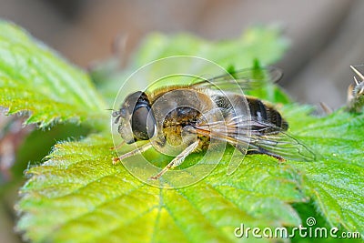 Closeup of a hoverfly wanting to be a bee , the tapered drone fly , Eristalis pertinax sunning on a green leaf Stock Photo