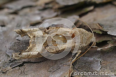 Closeup on hte lightbrown Angle Shades owlet moth, Angle Shades sitting on wood Stock Photo
