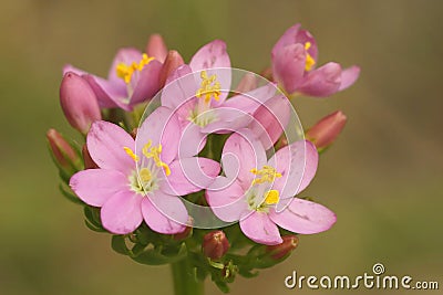 Closeup on hte soft pink flowering Common or European centaury wildflower, Centaurium erythraea Stock Photo