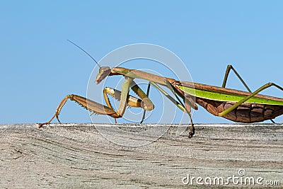 Closeup of a huge Chinese praying mantis Tenodera sinensis walking along a piece of wood Stock Photo