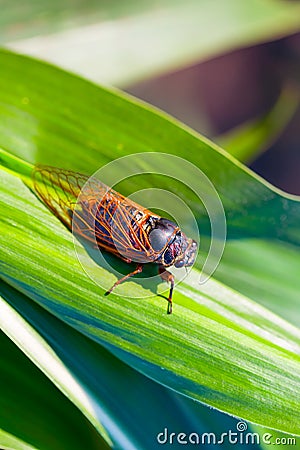 closeup huge cicada sit on the leaf Stock Photo