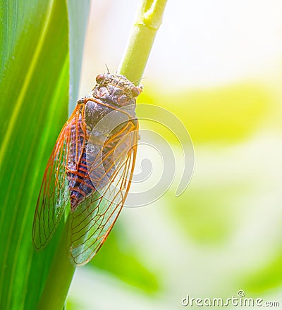 closeup huge cicada sit on a stem Stock Photo