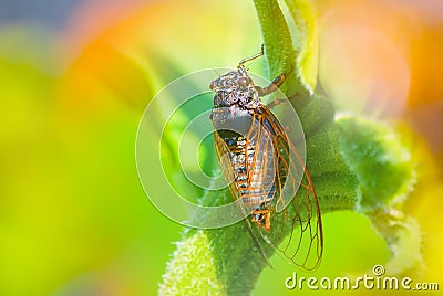Closeup huge cicada sit on the stem Stock Photo