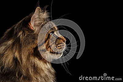 Closeup Huge Maine Coon Cat Profile Looks, Isolated Black Background Stock Photo