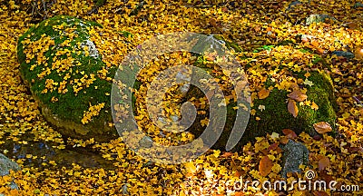 Closeup huge stone among red dry leaves Stock Photo