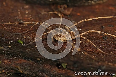 Closeup of a huge, terrifying daddy longlegs spider with big black eyes on the ground in a forest Stock Photo