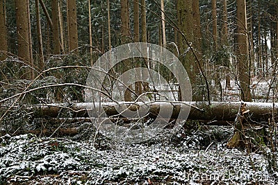 Closeup of a hurricane-damaged tree in the snowy forest during daylight Stock Photo