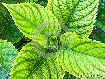 Closeup of hydrangea leaves on garden Stock Photo