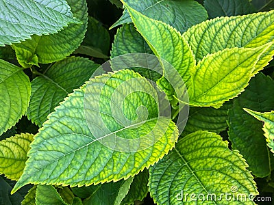 Closeup hydrangea leaves on garden in summer Stock Photo