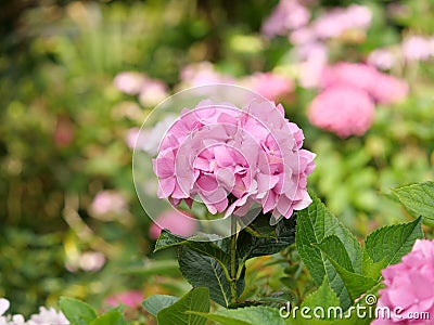 Closeup of Hydrangea Paniculata flowers in a garden captured during the daytime Stock Photo