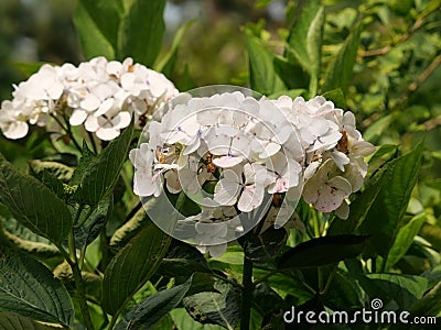 Closeup of Hydrangea Paniculata flowers in a garden captured during the daytime Stock Photo