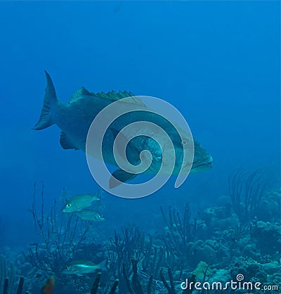Closeup of a Hyporthodus nigritus, the Warsaw grouper underwater Stock Photo