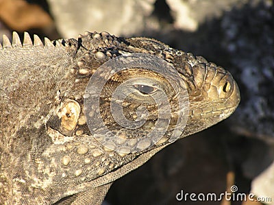 Closeup of iguana head Stock Photo