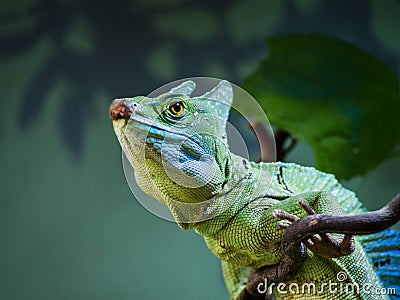 A closeup on a iguana sitting on a wrench in soft-focus Stock Photo