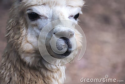 Closeup image of an alpaca Stock Photo