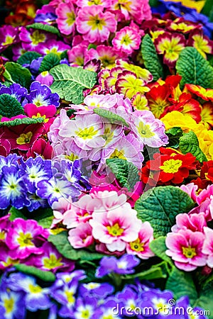 Closeup image of Beautiful flowers. Colorful floral background for greeting or postcards Stock Photo