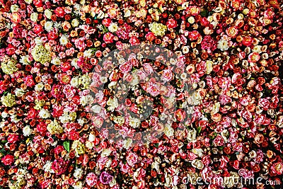 Closeup image of beautiful flowers wall background Stock Photo