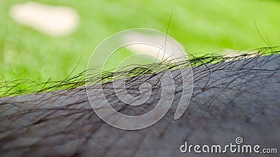 Closeup image capturing the intricacies of human skin texture in macro. Stock Photo