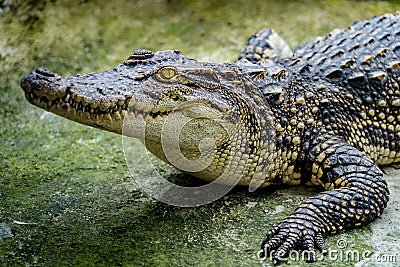 Crocodile in the zoo Stock Photo