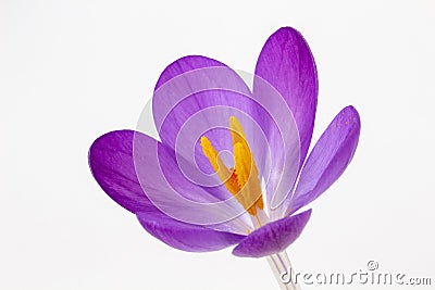 Closeup image of a Crocus tommasinianus Stock Photo