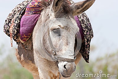 A Closeup Image a Donkey Stock Photo