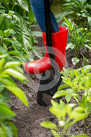 Closeup image of female feet in rubber wellington boots pushing shovel in soil of garden Stock Photo