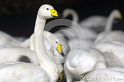 A closeup of a group of Whooper Swans Stock Photo