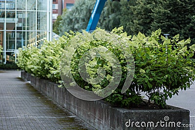 Closeup image of a Hydrangea paniculata hedge Stock Photo