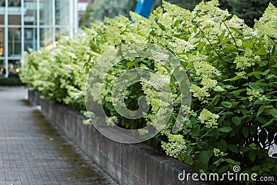 Closeup image of a Hydrangea paniculata hedge Stock Photo