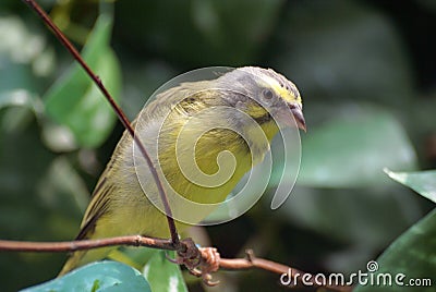 Closeup image of isolated Citril finch Stock Photo