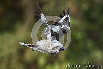 Laughing Kookaburra in flight Stock Photo