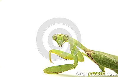 Closeup image of mantis on white. Soothsayer green insect Stock Photo