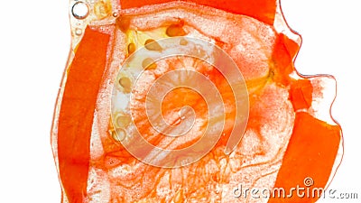 Closeup photo of mashed, squeezed or crushed red tomato over white background. Abstract background of vegetables and Stock Photo