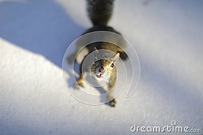 Closeup image of a squirrel showing its teeth Stock Photo